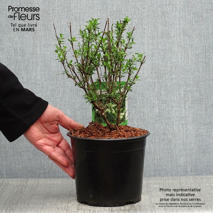 Exemplaar van Salvia Lemon Light - Struiksalie Pot van 2 l/3 l zoals geleverd in de lente