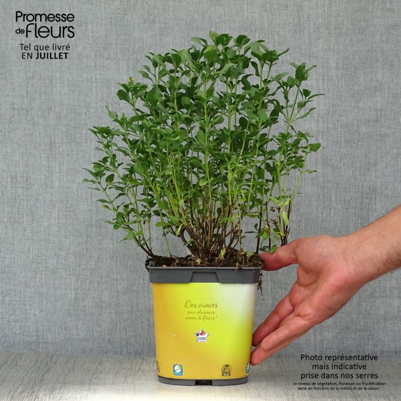 Exemplaar van Salvia jamensis Melen - Struiksalie Pot van 2 l/3 l zoals geleverd in de zomer