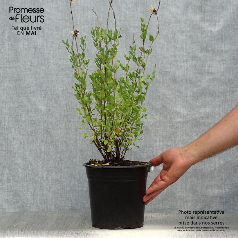 Exemplaar van Salvia jamensis Melen - Struiksalie Pot van 4 l/5 l zoals geleverd in de lente