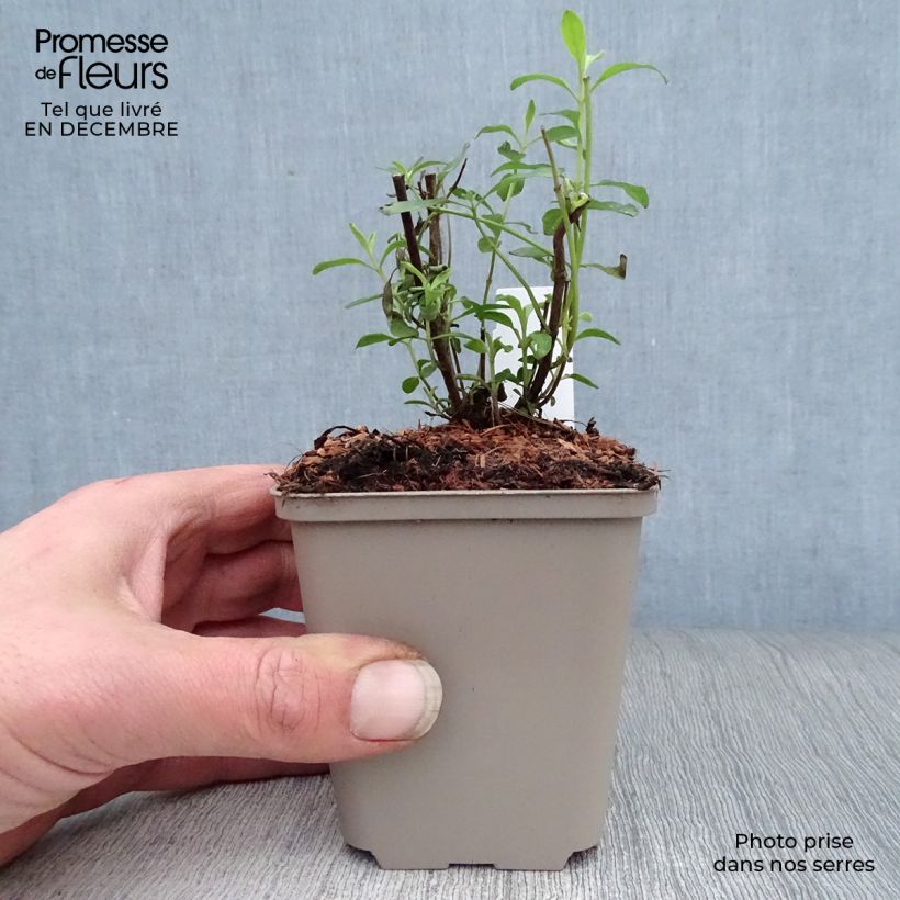 Example of Salvia microphylla Nachtvlinder - Struiksalie Kweekpotje van 8/9 cm as you get in hiver