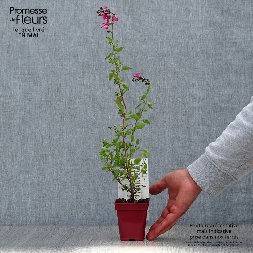 Exemplaar van Salvia microphylla Pink Lips Jeremy - Struiksalie Kweekpotje van 8/9 cm zoals geleverd in de lente
