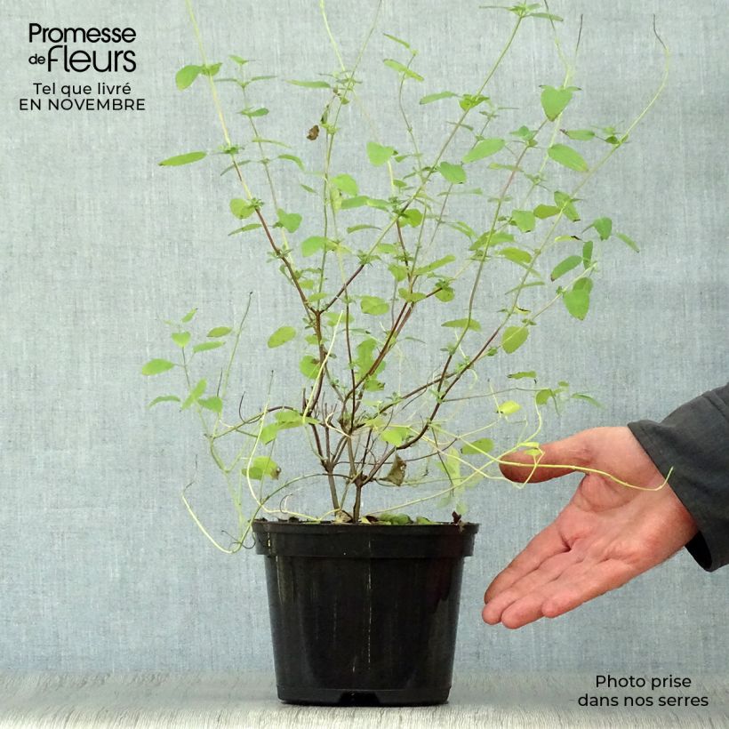 Exemplaar van Salvia microphylla Pink Lips Jeremy - Struiksalie Pot van 2 l/3 l zoals geleverd in de herfst