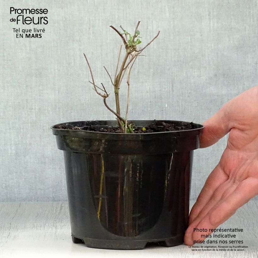 Exemplaar van Salvia microphylla Pink Lips Jeremy - Struiksalie Pot van 2 l/3 l zoals geleverd in de lente