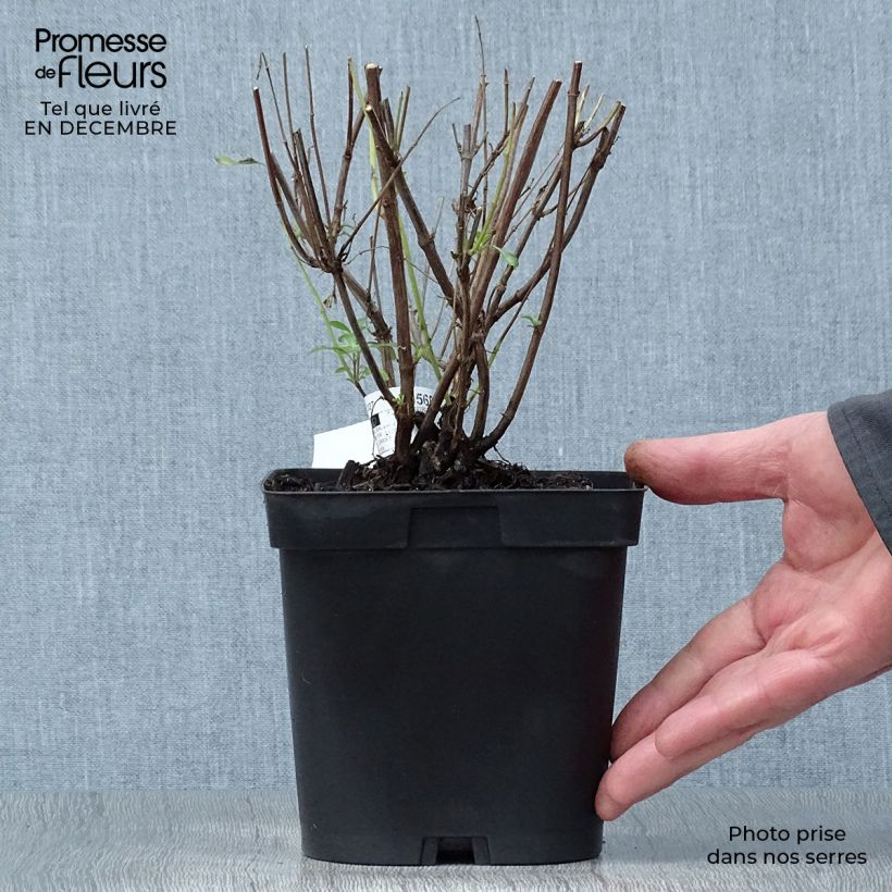 Example of Sauge arbustive Pluenn - Salvia jamensis Pot van 2 l/3 l as you get in hiver