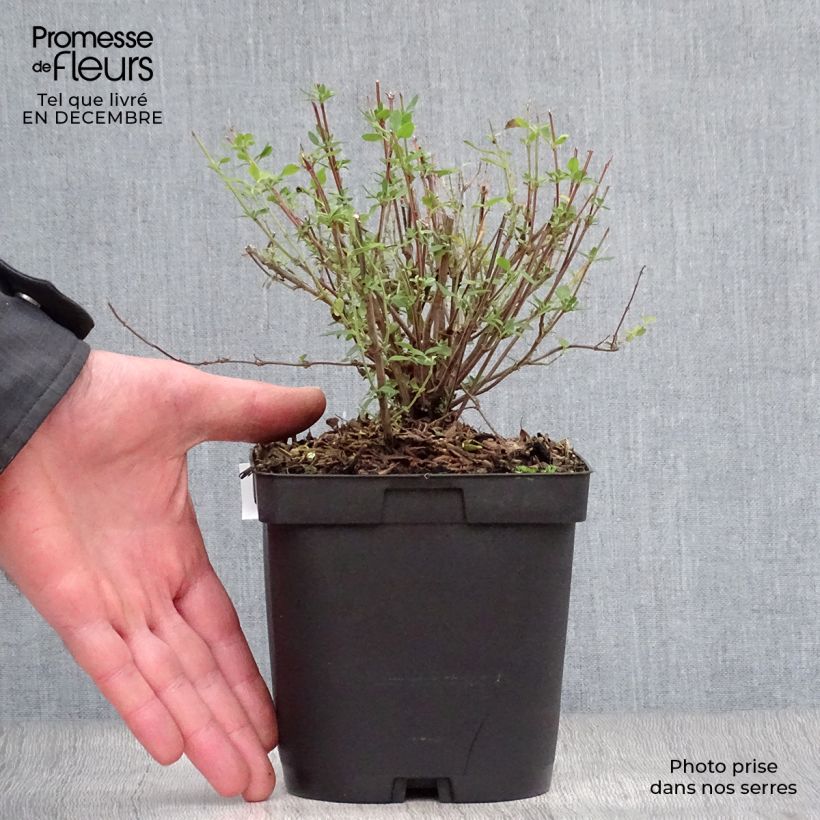 Example of Salvia jamensis Reve Rouge - Struiksalie Pot van 2 l/3 l as you get in hiver