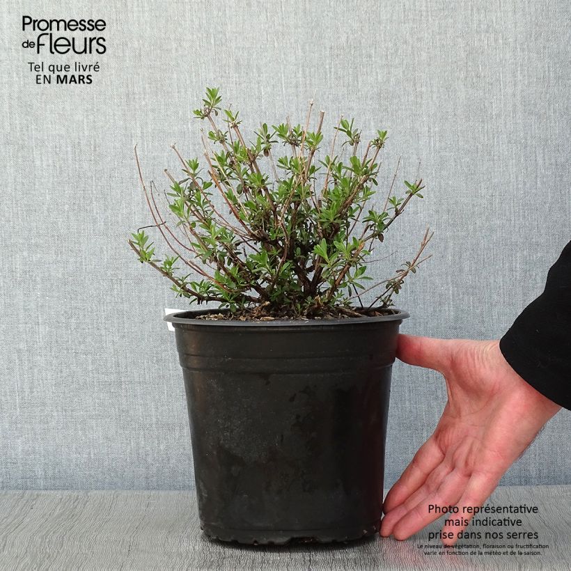 Example of Salvia jamensis Reve Rouge - Struiksalie Pot van 4 l/5 l as you get in hiver