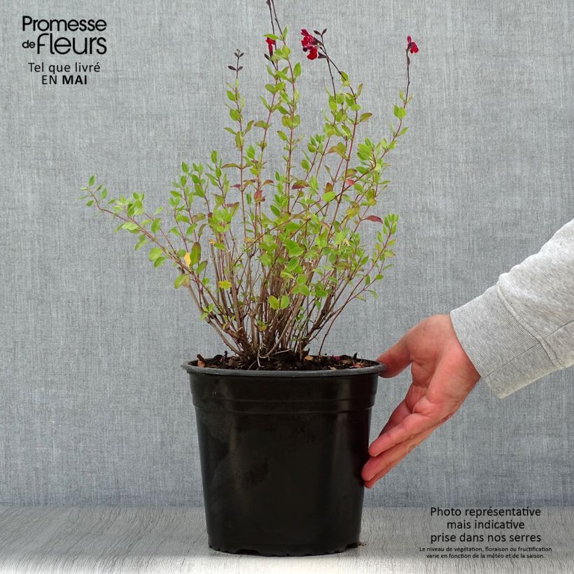 Exemplaar van Salvia jamensis Reve Rouge - Struiksalie Pot van 4 l/5 l zoals geleverd in de lente