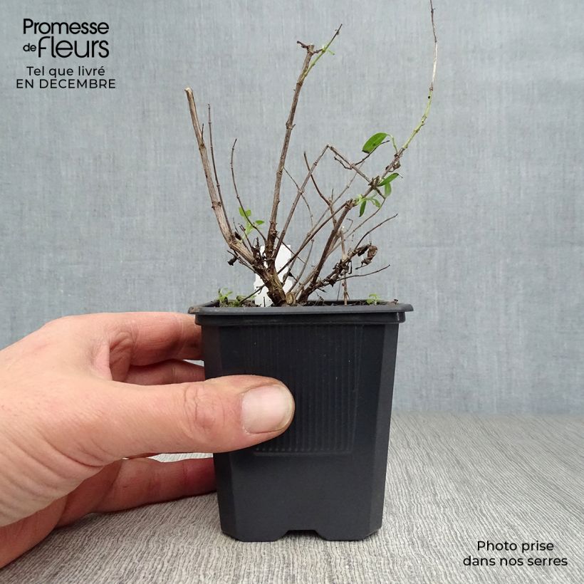 Example of Sauge arbustive - Salvia greggii Alba Kweekpotje van 8/9 cm as you get in hiver