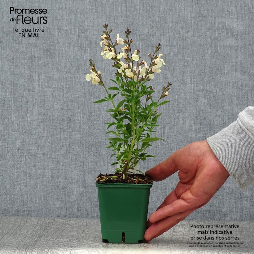 Exemplaar van Salvia greggii Mirage Cream - Herfstsalie Kweekpotje van 8/9 cm zoals geleverd in de lente