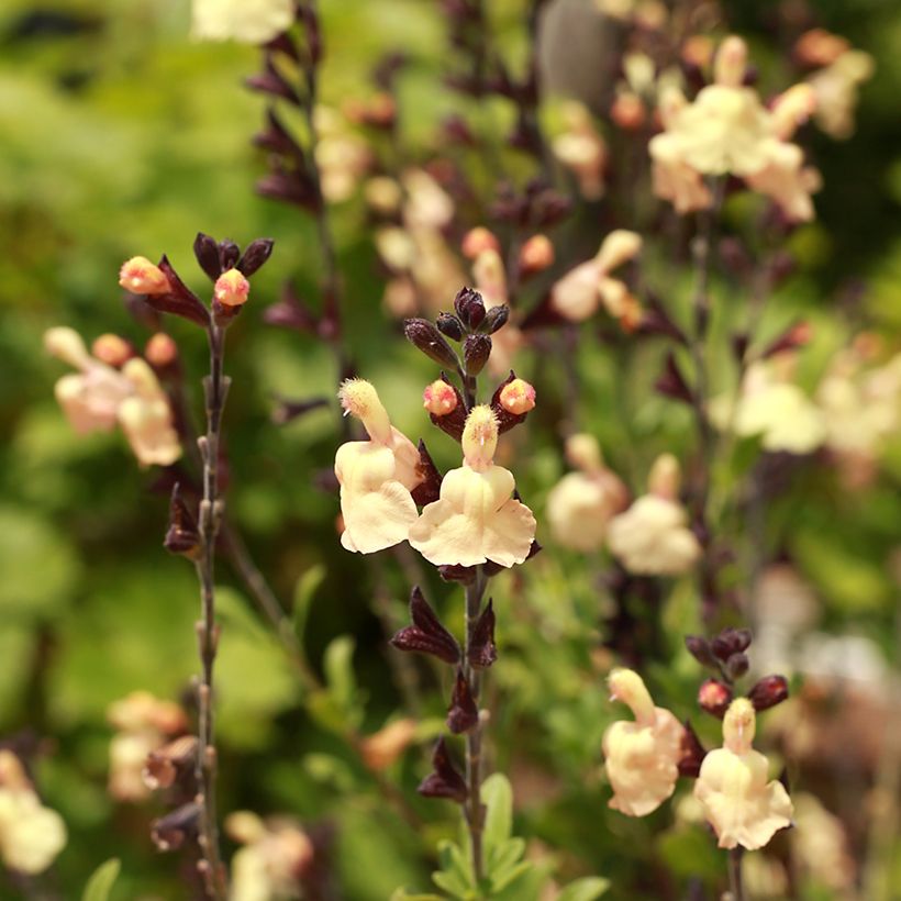 Salvia greggii Mirage Cream - Herfstsalie (Bloei)