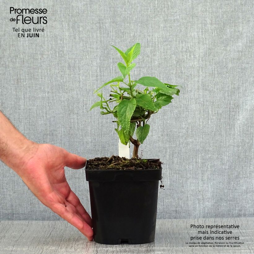 Exemplaar van Salvia guaranitica Black and Blue - Reuzensalie Pot van 2 l/3 l zoals geleverd in de zomer