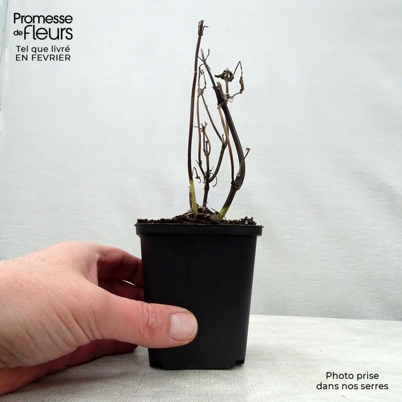 Example of Sauge arbustive - Salvia guaranitica Black and Blue Kweekpotje van 7/8 cm as you get in hiver