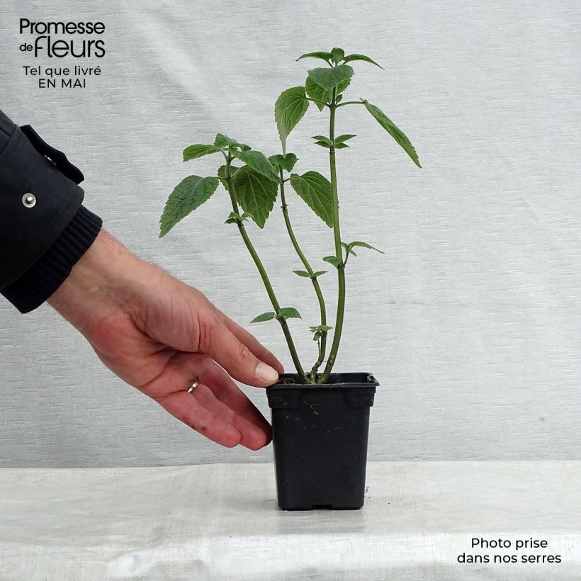 Exemplaar van Salvia guaranitica Black and Blue - Reuzensalie Kweekpotje van 7/8 cm zoals geleverd in de lente