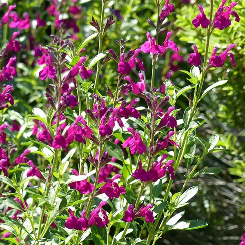 Salvia jamensis Raspberry Royal - Struiksalie (Flowering)