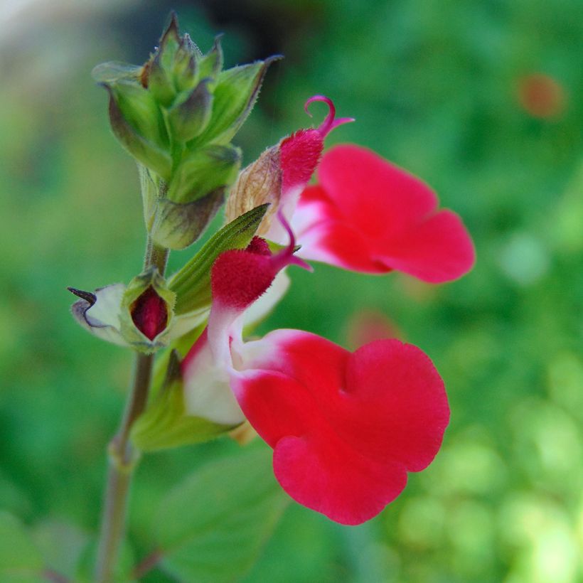 Salvia microphylla Hot Lips - Struiksalie (Flowering)
