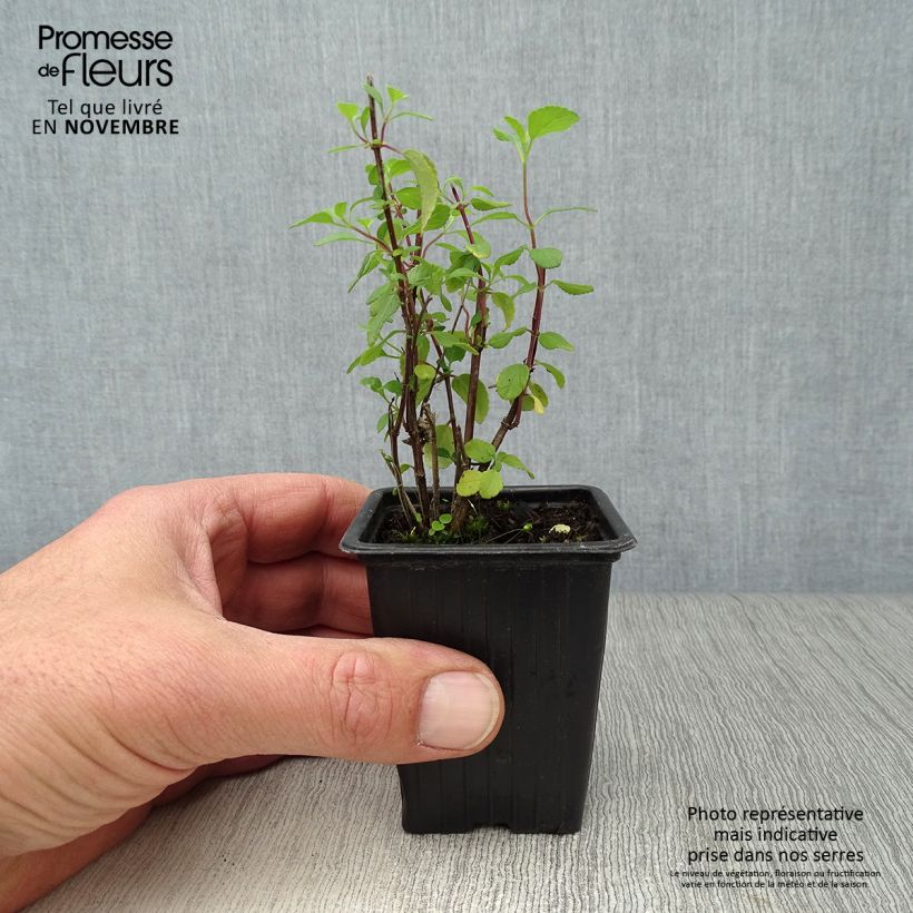 Exemplaar van Salvia microphylla Hot Lips - Struiksalie Kweekpotje van 7/8 cm zoals geleverd in de herfst