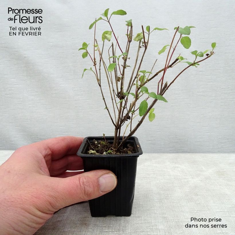 Example of Sauge arbustive - Salvia microphylla Hot Lips Kweekpotje van 7/8 cm as you get in hiver