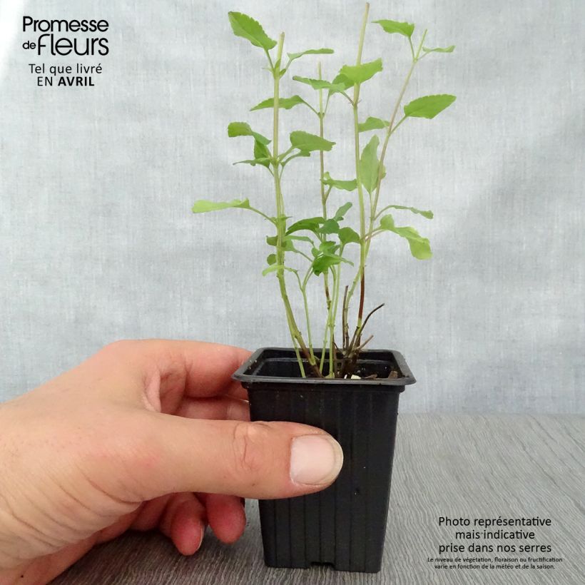 Exemplaar van Salvia microphylla Hot Lips - Struiksalie Kweekpotje van 7/8 cm zoals geleverd in de lente