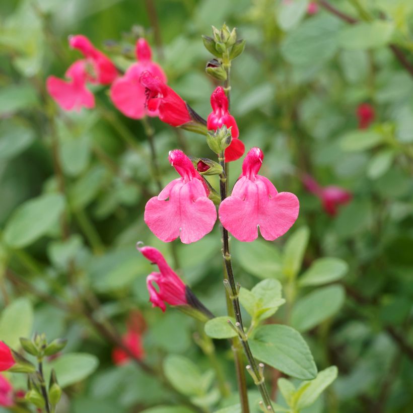 Salvia microphylla grahamii - Struiksalie (Bloei)