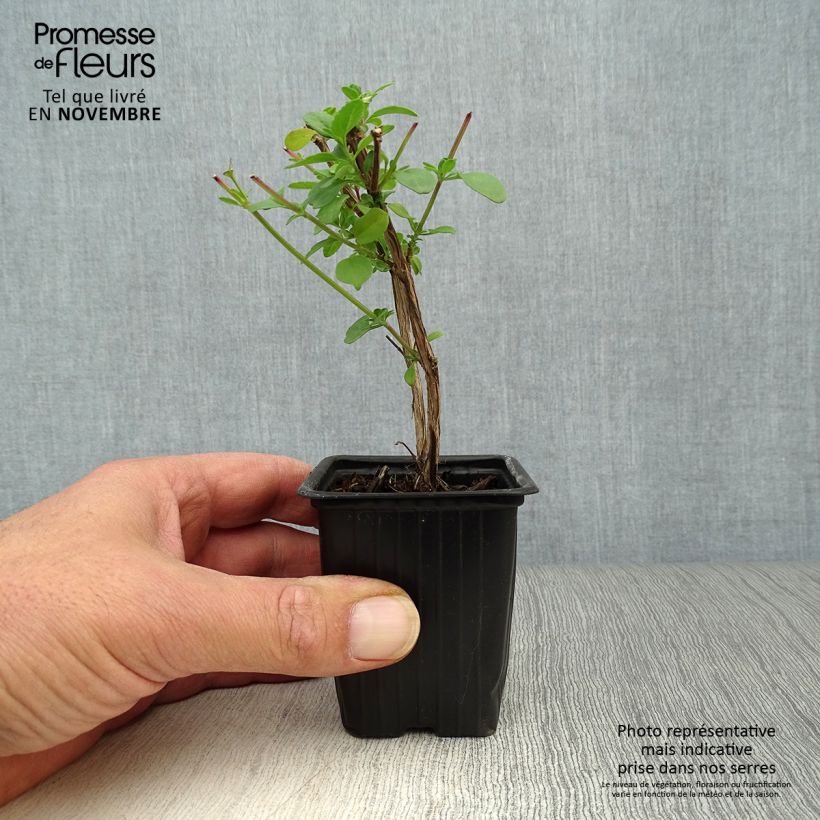 Exemplaar van Salvia microphylla grahamii - Struiksalie Kweekpotje van 7/8 cm zoals geleverd in de herfst