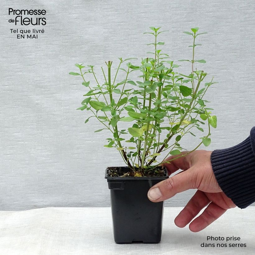 Exemplaar van Salvia microphylla grahamii - Struiksalie Kweekpotje van 7/8 cm zoals geleverd in de lente