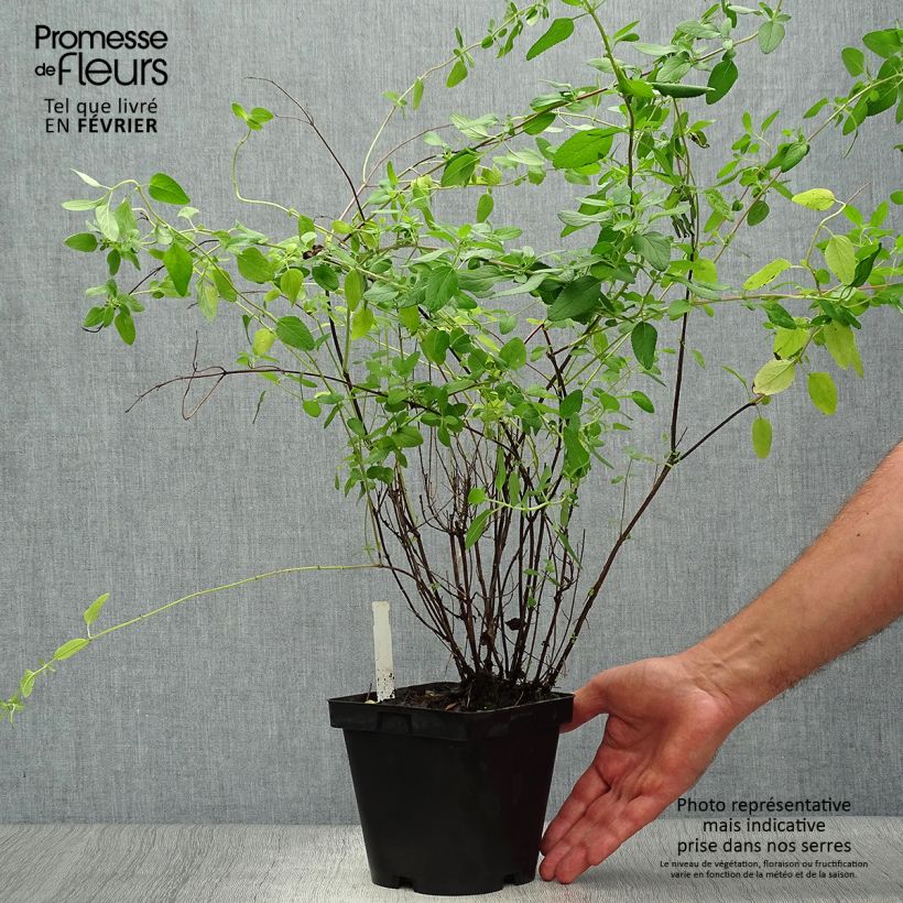 Exemplaar van Salvia microphylla grahamii - Struiksalie Pot van 2 l/3 l zoals geleverd in de herfst