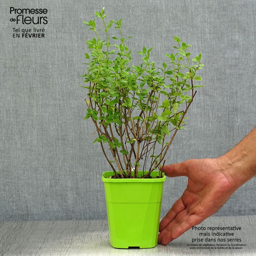 Exemplaar van Salvia microphylla So Cool Pale Blue - Struiksalie Pot van 1 l/1,5 l zoals geleverd in de herfst