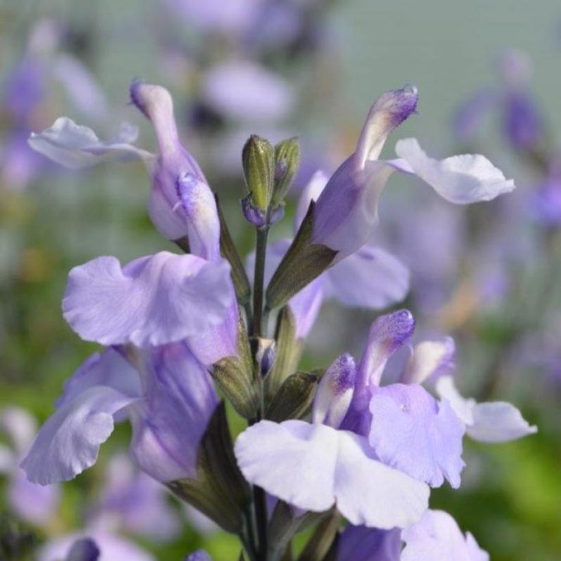 Salvia microphylla So Cool Pale Blue - Struiksalie (Flowering)