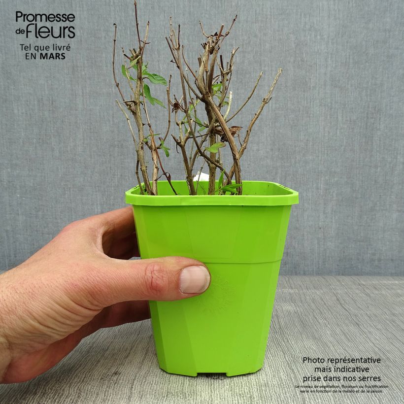 Example of Salvia microphylla So Cool Pale Blue - Struiksalie Pot van 1 l/1,5 l as you get in printemps