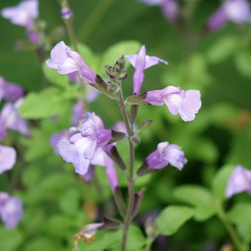 Salvia microphylla So Cool Pale Blue - Struiksalie (Bloei)