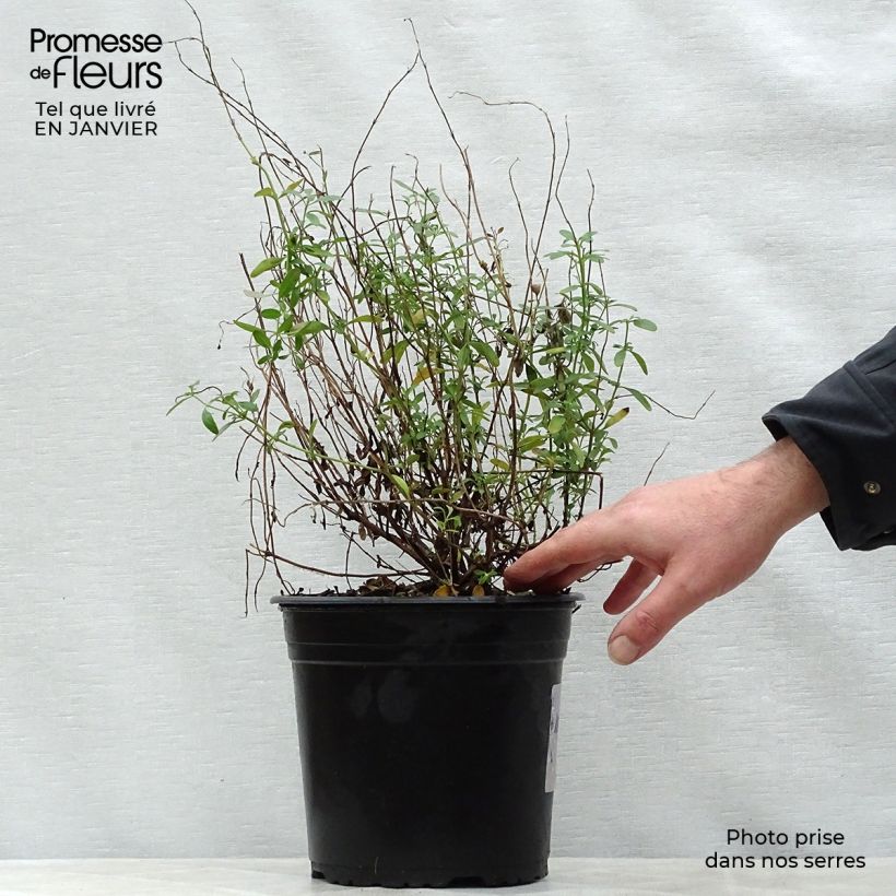 Example of Salvia jamensis Violette de Loire Barsal - Struiksalie Pot van 4 l/5 l as you get in hiver