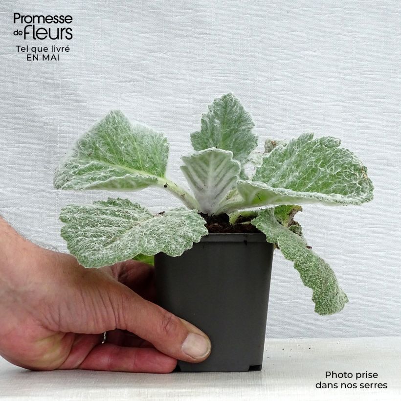 Exemplaar van Salvia argentea - Zilversalie Kweekpotje van 8/9 cm zoals geleverd in de lente