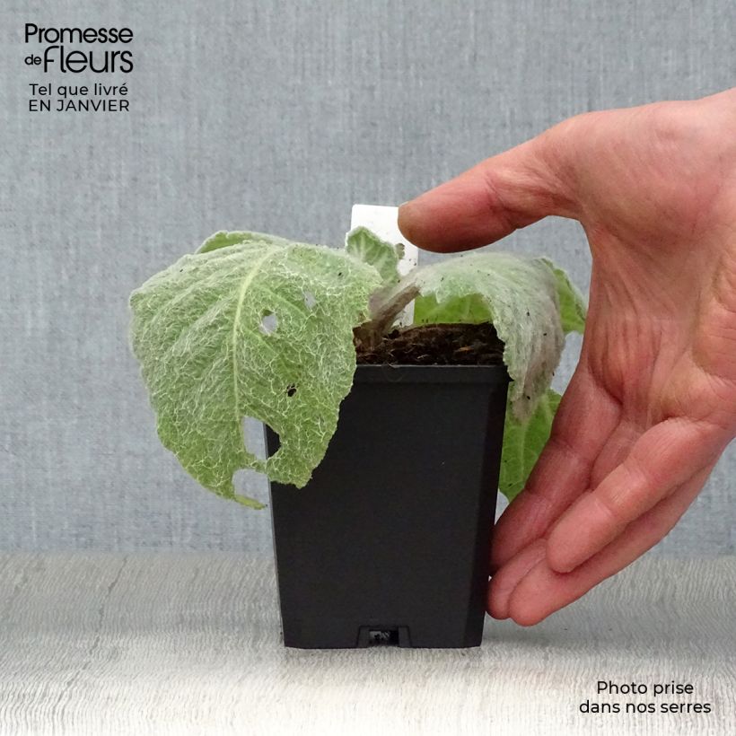 Example of Sauge argentée - Salvia argentea  Kweekpotje van 8/9 cm as you get in hiver