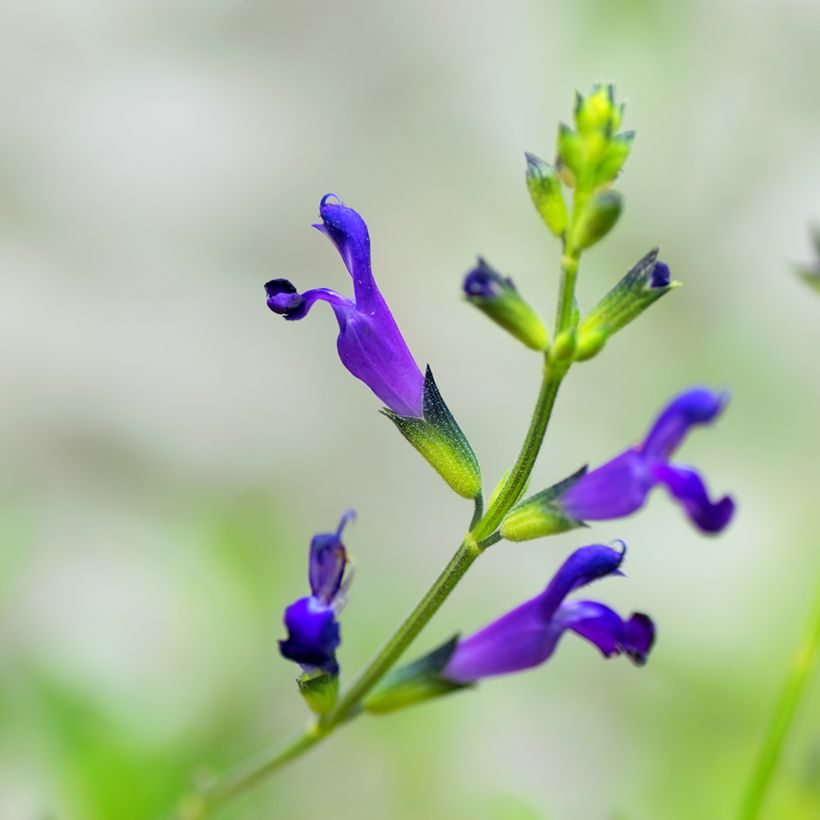 Salvia coahuilensis - Salie (Bloei)