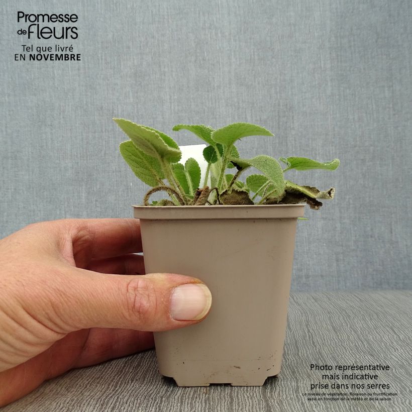 Exemplaar van Phlomis samia - Brandkruid Kweekpotje van 8/9 cm zoals geleverd in de herfst