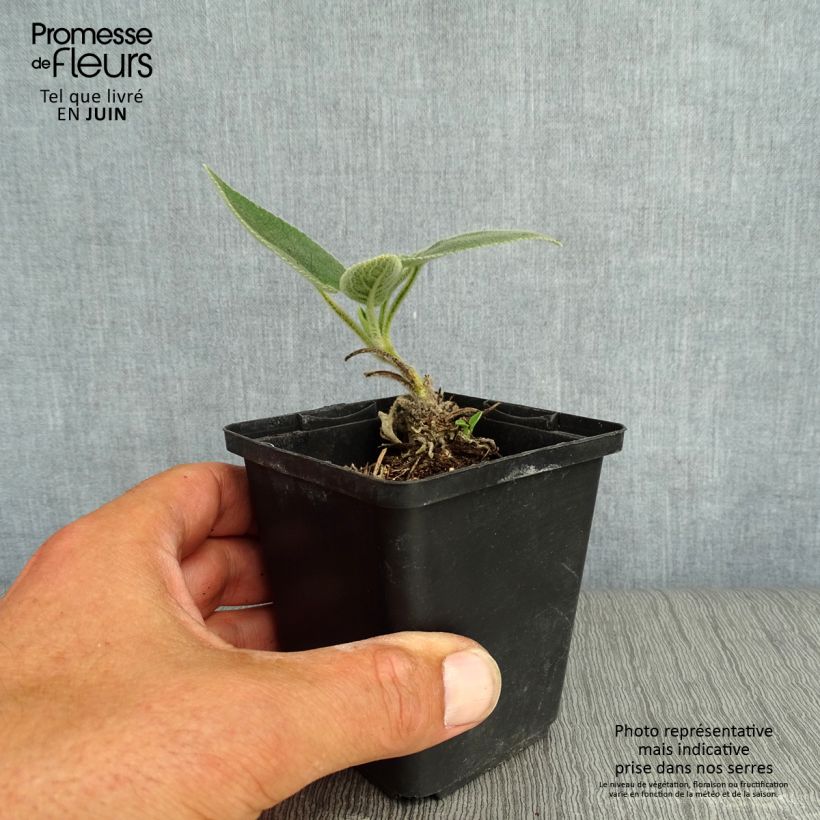Exemplaar van Phlomis samia - Brandkruid Kweekpotje van 8/9 cm zoals geleverd in de zomer