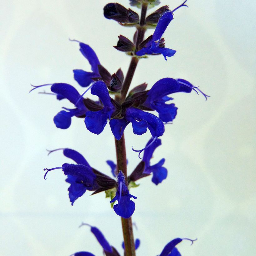Salvia nemorosa Viola Klose - Bossalie (Flowering)