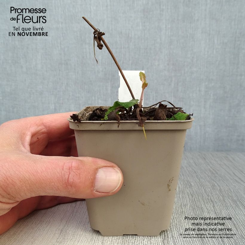 Exemplaar van Salvia nemorosa Viola Klose - Bossalie Kweekpotje van 8/9 cm zoals geleverd in de herfst
