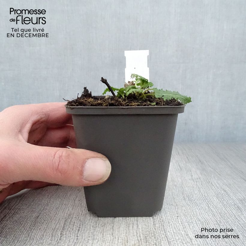 Example of Salvia nemorosa Viola Klose - Bossalie Kweekpotje van 8/9 cm as you get in hiver