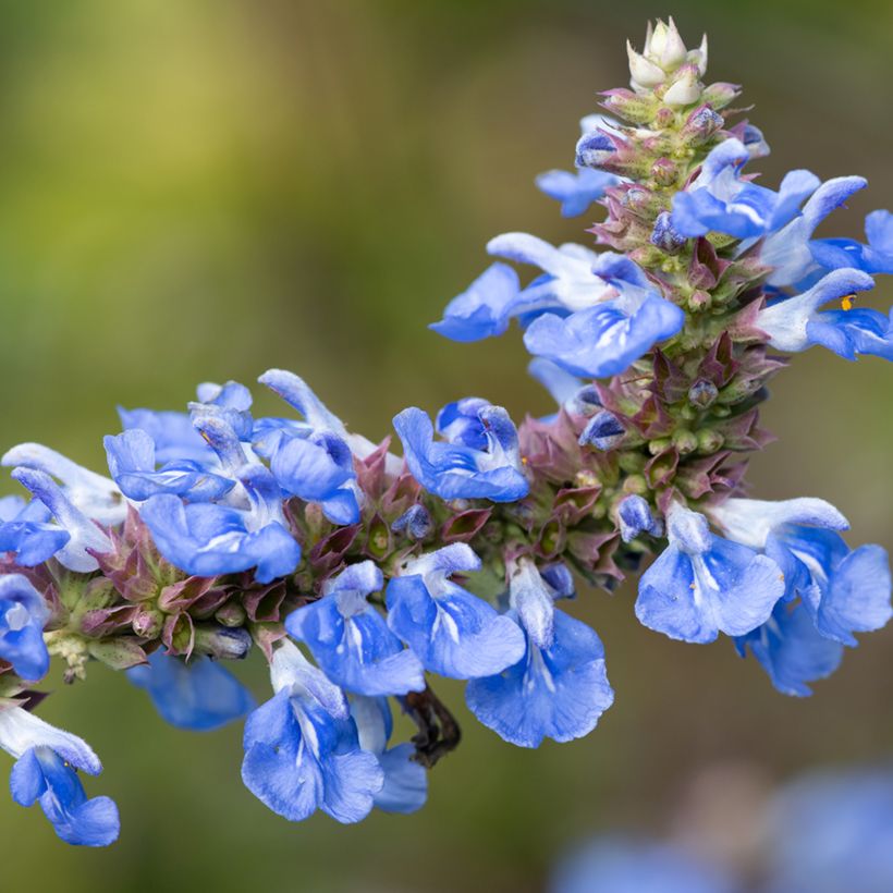 Salvia uliginosa - Moerassalie (Bloei)