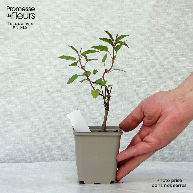 Exemplaar van Salvia uliginosa - Moerassalie Kweekpotje van 7/8 cm zoals geleverd in de lente