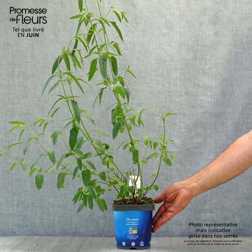 Exemplaar van Salvia uliginosa - Moerassalie Pot van 2 l/3 l zoals geleverd in de zomer