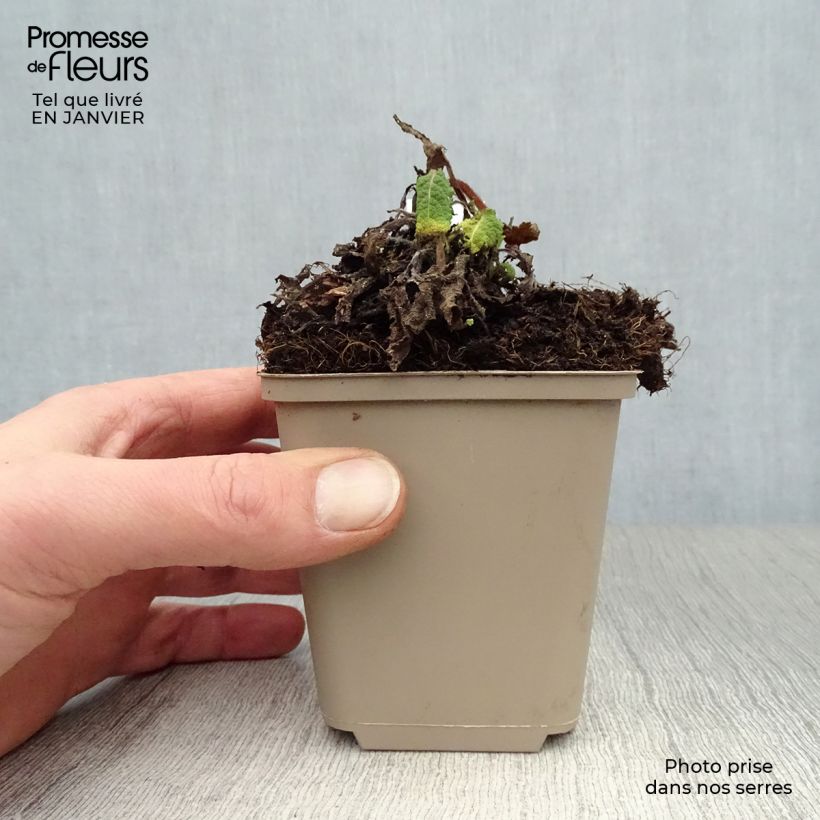 Example of Sauge des prés - Salvia pratensis Pink Delight® Kweekpotje van 8/9 cm as you get in hiver