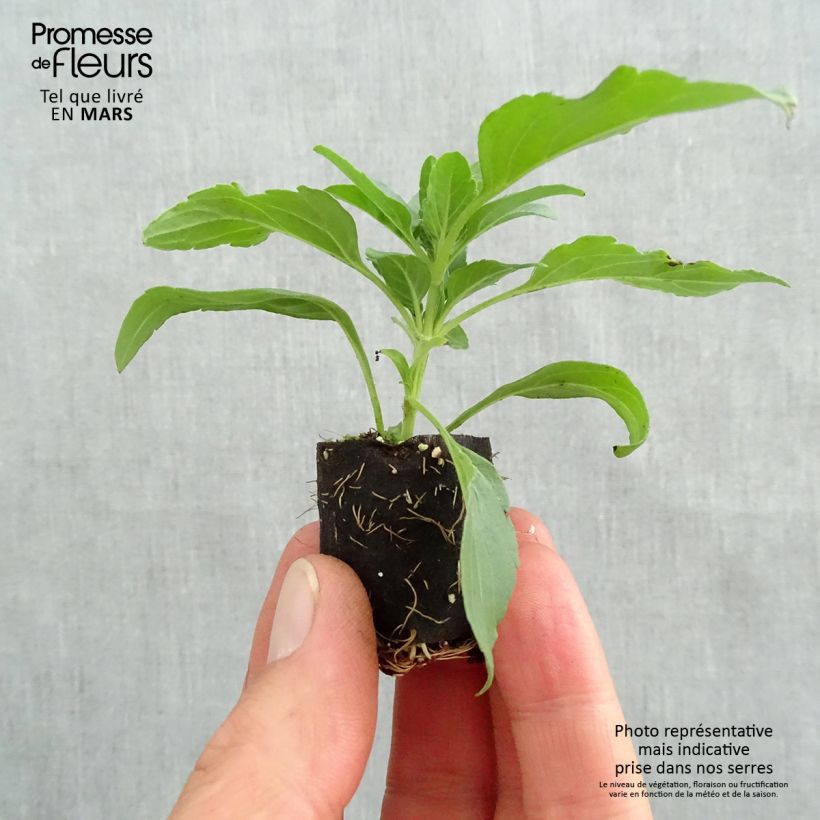 Example of Sauge farineuse Sallyfun Sky Blue Mini-mot Ø 3/4 cm as you get in printemps