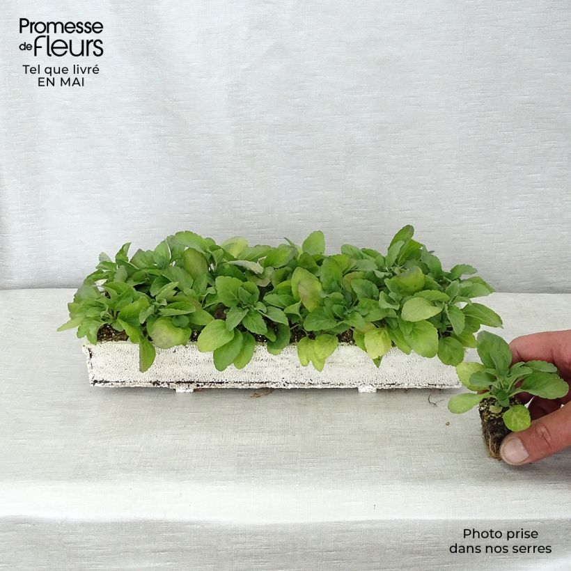 Example of Sauge farineuse Victoria Blue - Salvia farinacea Kluitplant: kluit 3,8 cm x 3,2 cm in een tray voor 16 planten as you get in printemps