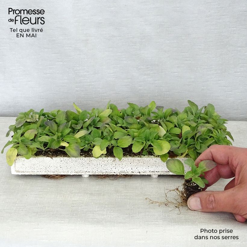 Example of Sauge farineuse Victoria Blue - Salvia farinacea Minimotte: kluitje van 2,2 cm x 2 cm in kweekplaat per 35 stuks as you get in printemps