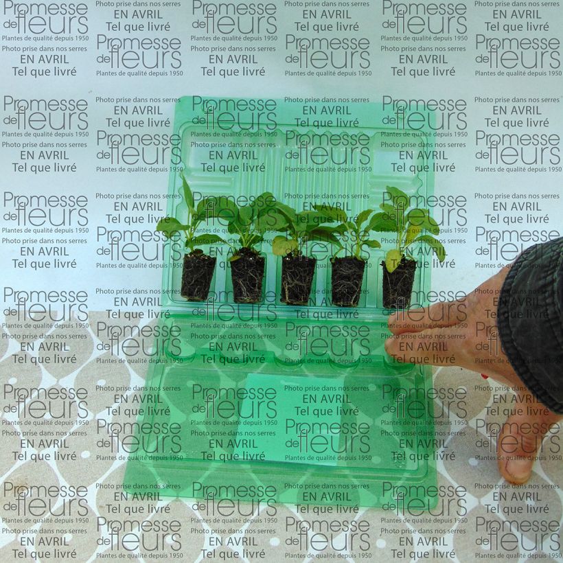 Example of Sauge farineuse Victoria blanche (Cirrus) Mini-mot Ø 3/4 cm as you get