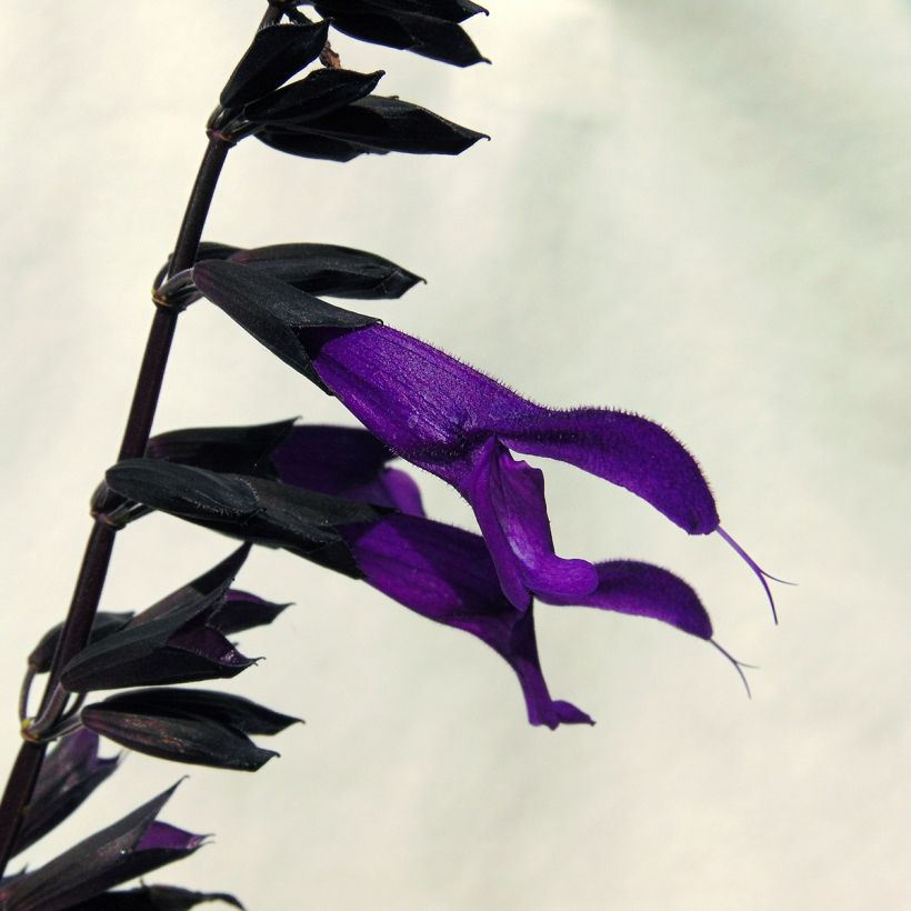 Salvia guaranitica Amistad - Reuzensalie (Flowering)