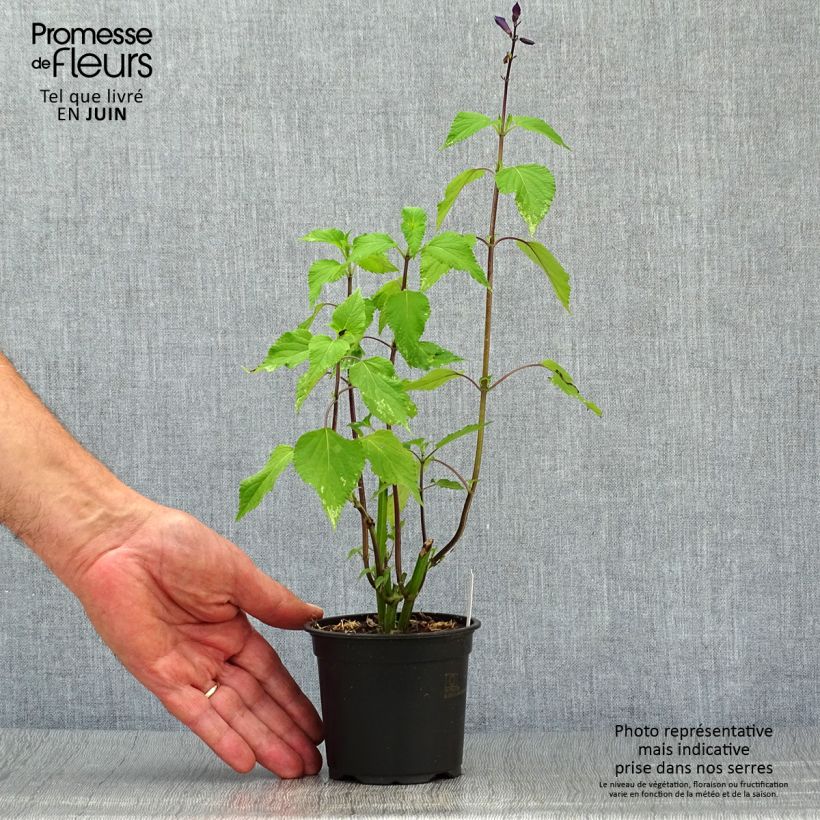 Exemplaar van Salvia guaranitica Amistad - Reuzensalie Kweekpotje van 8/9 cm zoals geleverd in de zomer