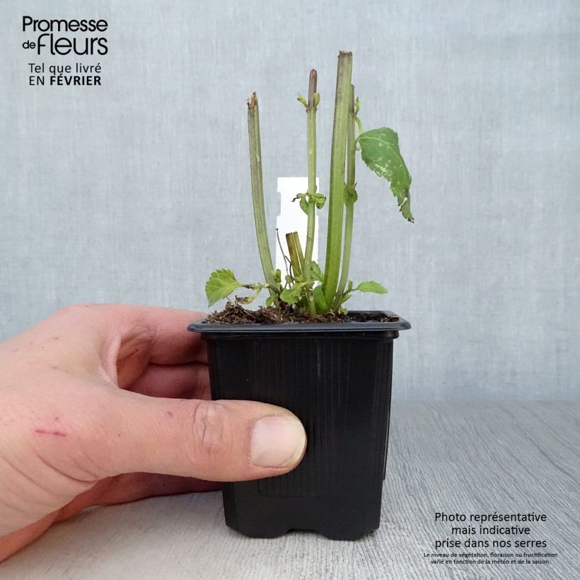 Example of Sauge hybride Amistad violet - Salvia (x) guaranitica Kweekpotje van 8/9 cm as you get in hiver